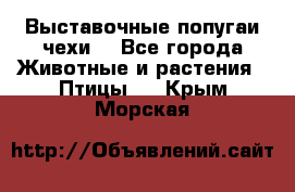 Выставочные попугаи чехи  - Все города Животные и растения » Птицы   . Крым,Морская